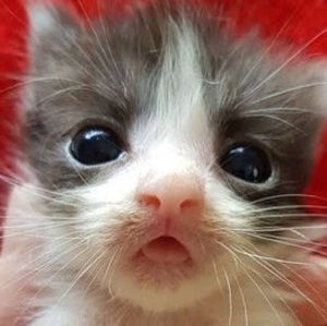 Meet your Posher, Raymond